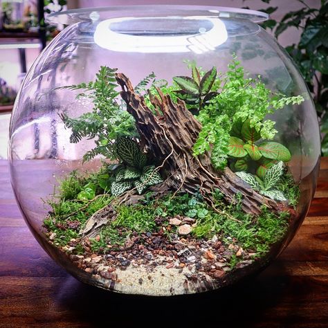 Fish Bowl Terrarium. Check out the build video on YouTube #terrarium #fishbowl #nature #scape #urbannemophilist #instagood Fish Bowl Terrarium, Nature Scape, Bowl Terrarium, Fish Bowl, Miniature Garden, Terrarium, Home Projects, Fish, Bowl