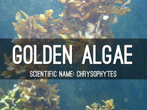 Golden Algae by Cierra Bergen Golden Algae, Presentation Software, Presentation, Software, Quick Saves, Bergen