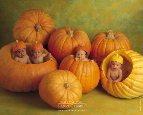 Anne Geddes Baby Photography , Newborn Baby Photography, Baby ... Halloween Facebook Cover, Halloween Pics, Anne Geddes, Scary Costumes, Facebook Timeline Covers, Baby Portraits, Baby Colors, Newborn Baby Photography, Baby In Pumpkin