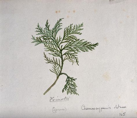 Hinoki cypress (Chamaecyparis obtusa): branch with leaves. Watercolour by S. Kawano. | Wellcome Collection Cypress Branch Tattoo, Cypress Tattoo, Europe Tattoo, Cypress Leaves, Magic Plants, Chamaecyparis Obtusa, Branch With Leaves, Hinoki Cypress, Restaurant Identity