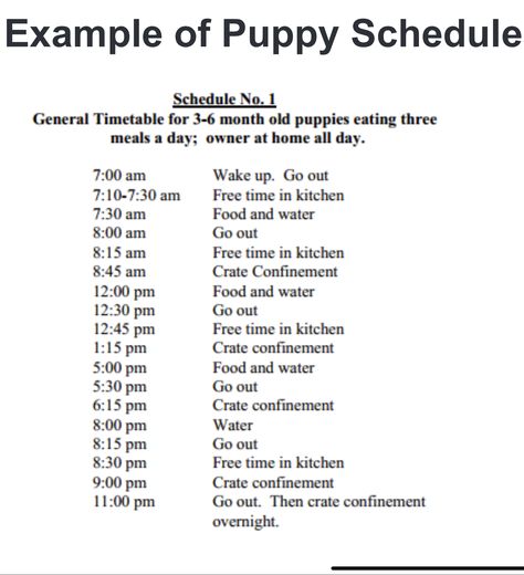 16 Week Old Puppy Schedule, 4 Month Puppy Schedule, 4 Month Old Puppy Schedule, Dog Schedule For Working Owners, Puppy Schedule 4 Months, 5 Month Old Puppy Schedule, 3 Month Old Puppy Schedule, 12 Week Puppy Schedule, Puppy Schedule 10 Week Old