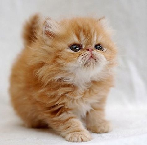 Here, I listed down the top cutest cat breeds that you may put to your choices. I include some trivia and facts here about particular cat breed that you need to put into account before settling for one. With no further ado, here are top ten cutest cat breeds that will surely melt your heart and you just can’t help but say “Awwwww”. Orange Kittens, Nosara, Persian Kittens, Söt Katt, Image Chat, Cuddly Animals, Fluffy Cat, Cute Kittens, Pretty Cats