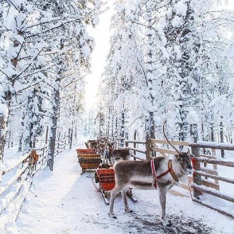 Beautiful reindeer with sleigh on country path in snowy woods - via Farmhouse Touches. #cozychristmas #snowywoods #reindeer Winter Szenen, Winter Images, Winter Scenery, Sleigh Ride, Beautiful Places In The World, Winter Aesthetic, Christmas Aesthetic, Winter Landscape, Christmas Village