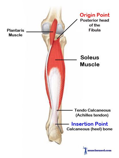 Soleus Muscle Anatomy, Insertion And Origin Of Muscles, Plantaris Muscle, Massage Anatomy, Lower Limb Muscles, Infraspinatus Muscle, Soleus Muscle, Gastrocnemius Muscle, Message Therapy