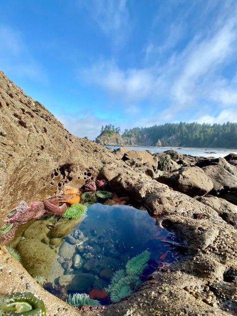 Mountains Desert, Tide Pool, Wa State, Amazing Landscapes, Ocean Vibes, Tide Pools, Rock Pools, Marine Biology, Ocean Creatures