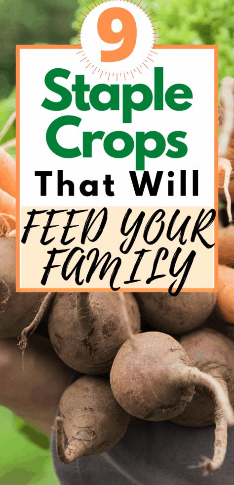 Self-Sufficient Gardening: 9 Staple Crops to Feed Your Family » Family Growing Pains Homestead Garden Layout, Suburban Homesteading, Straw Bale Gardening, Food Gardening, Homestead Gardens, Homesteading Skills, Growing Pains, Garden Planner, Veg Garden