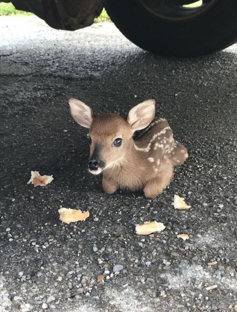 Baby Deer... So Tiny Cute Small Animals, Cute Animals Puppies, Baby Animals Pictures, Super Cute Animals, Pretty Animals, Cute Animals Images, Silly Animals, Baby Deer, Fluffy Animals