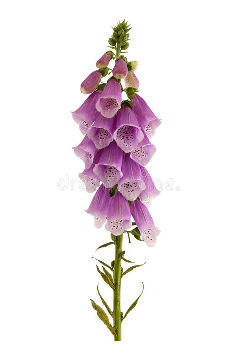 Foxglove, Digitalis purpurea. Foxglove isolated on a white background. Digitalis , #AFFILIATE, #purpurea, #Digitalis, #Foxglove, #background, #white #ad Foxglove Plant, Digitalis Purpurea, Scottish Flowers, Flower Wrist Tattoos, Shabby Chic Flowers, Flower Painting Canvas, Flower Pots Outdoor, Abstract Flower Painting, Outdoor Flowers