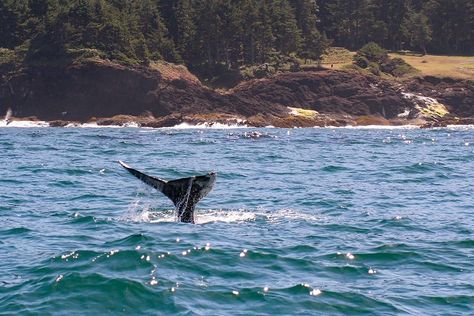 14 Fun Things to Do in Lincoln City, Oregon - Territory Supply Lincoln Oregon, Oregon Coast Roadtrip, Oregon Coast Vacation, Lincoln City Oregon, Depoe Bay, Golf Resort, Coastal Beaches, Whale Watching, Pacific Coast