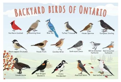 Ontario Birds, Ontario Winter, Childcare Ideas, American Crow, Bird Identification, Autumn Weather, Black Capped Chickadee, House Sparrow, Rare Species