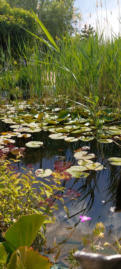 Frog Environment, Frog In Pond, Frog In A Pond, Swamp Frog, Pond Aesthetic, Pond Background, Pond Frog, Pond Photography, Pond Habitat