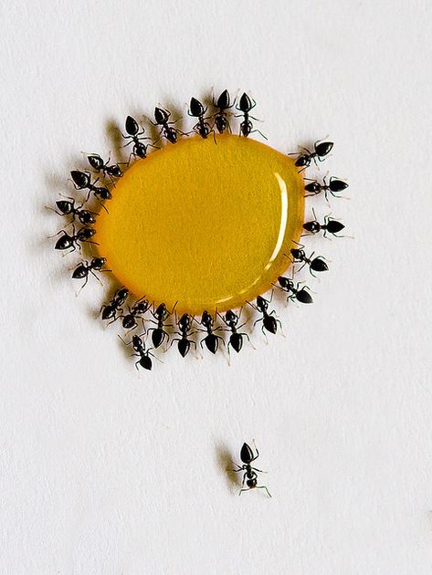 I Couldn't Drink Another Drop / nick.lagos ants feeding on some honey Foto Macro, Lemon Demon, 4 Tattoo, Arachnids, Cotton Ball, Mellow Yellow, Macro Photography, A Group, Ants