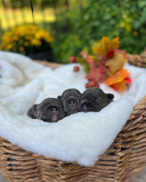 Looking forward to Feeling Fall Frenchie Vibes here!!!! #frenchbulldogpuppies #frenchbulldog #frenchie #akcbreeder #bluefrenchie Frenchie Puppies, Blue Frenchie, Frenchie Puppy, Vision Board Photos, French Bulldog Puppies, French Bulldog, Vision Board, Puppies, Quick Saves