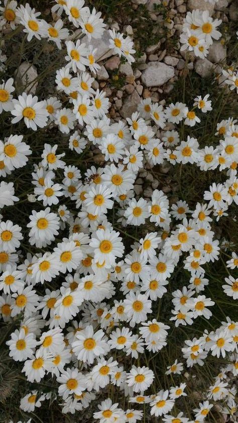 Cute Daisy Wallpaper, Sunflowers And Daisies, Daisy Wallpaper, Cell Phone Screen, Beautiful Flowers Photos, Flower Iphone Wallpaper, Beautiful Landscape Wallpaper, Flower Phone Wallpaper, Fantasy Aesthetic