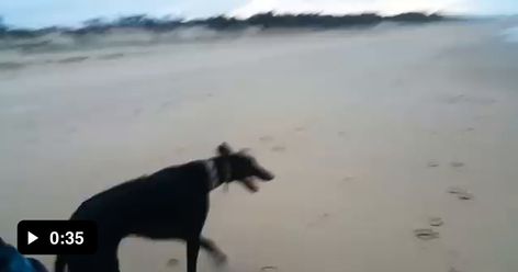 Greyhound realises he is off lead on the beach - Funny Greyhounds Funny, Interesting Animals, Reaction Meme, Greyhound, Meme Pictures, New Memes, Daily Dose, Funny Memes, The Beach