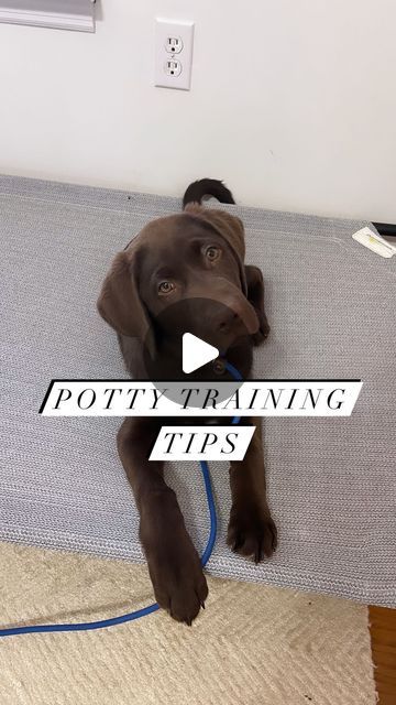 Lexi | K9 Summit Training on Instagram How To Potty Train A Puppy, Indoor Dog Potty Diy, Dog Potty Diy, Indoor Dog Potty, Puppy Potty Training, Dog Toilet, Dog Potty, Potty Training Puppy, Yes But