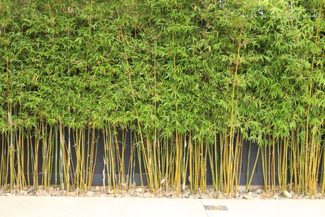 Bamboo Walls Outdoor, Bamboo Wall Garden, Gracilis Bamboo, Bamboo Screening Plants, Bamboo Screen Garden, Garden Remodel, Privacy Garden, Backyard Privacy Screen, Small Garden Plans