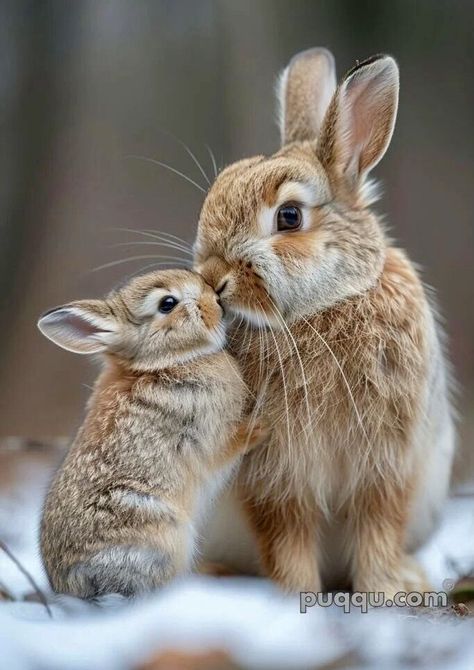 Mom And Baby Animals, Animal Creatures, Mother And Baby Animals, Animal Poses, Cute Rabbits, Bat Animal, Baby Rabbit, 10 Interesting Facts, Animal Reference