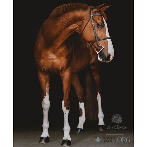 Belgian Warmblood, Warmblood Horses, Beautiful Horses Photography, Gorgeous Horses, Beautiful Arabian Horses, Horse Pics, Most Beautiful Horses, Horses Equestrian, Dream Horse