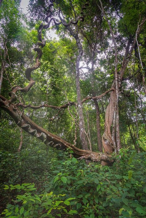 Beautiful Tropical Rainforest Landscape in the National Forest of Thailand Stock Photo - Image of forest, jungle: 224819360 Thailand Jungle, Jungle Image, Rainforest Landscape, Beautiful Tropical Fish, Travel Tree, Coconut Palm Tree, Tropical Forest, Tropical Rainforest, Nature Backgrounds