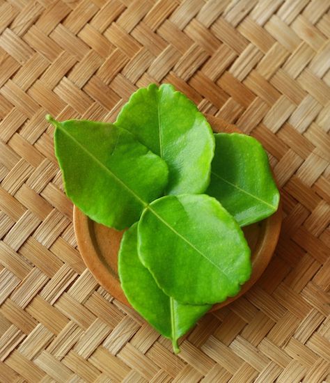 Citrusy-floral fragrant Kaffir Lime Leaves/daun jeruk. I want to grow this. It is used in Indonesia and other S.E. Asian cuisines. Not easy to find in Asian markets here. Lime Juice Margarita, Lime Cocktails, Thai Soup Recipes, Lime Margarita Recipe, Herbs Image, Flavored Margaritas, Lime Leaves, Asian Spices, Kaffir Lime Leaves