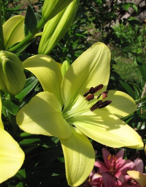 Lilium 'Courier' White Lilium, Green Lilies, Flower Core, Green Lily, Aesthetic Shop, White Lily, Favorite Flower, Tiger Lily, Flower Pictures