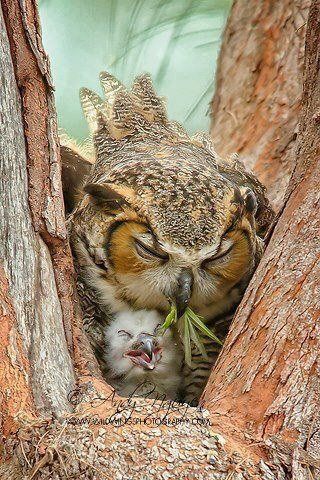 Owl feeding baby owl Beautiful Owl, Pretty Birds, For The Birds, Sweet Animals, Birds Of Prey, Animal Love, Animal Photo, Birds Of A Feather, Bird Watching