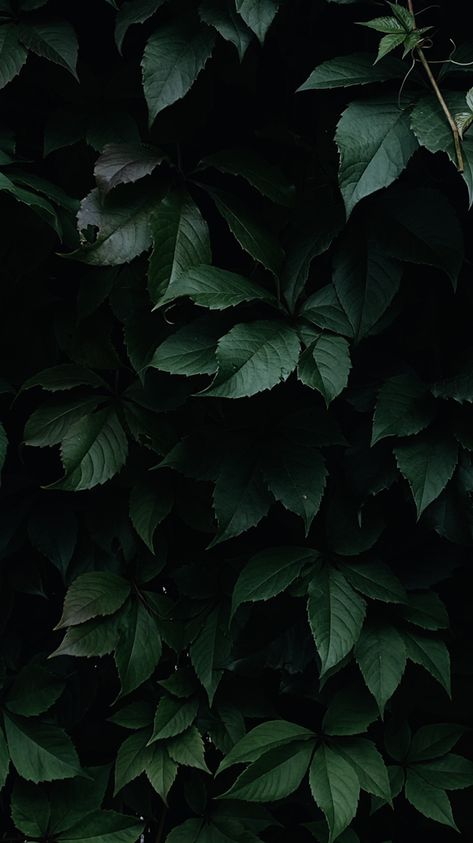 Dark Greenery Aesthetic, Plant Horror, Green Esthetic, Dark Greenery, September Aesthetic, Forest Photoshoot, Bookstagram Aesthetic, Moody Green, Dark Naturalism