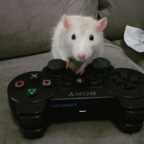 Cute Rat Aesthetic, Animal Pfp Cute, Animal Wallpaper Cute, Animal Pics Funny, Cute Animal Pfp, Rattus Rattus, Rat Costume, Funny Animals Pictures, Pet Aesthetic