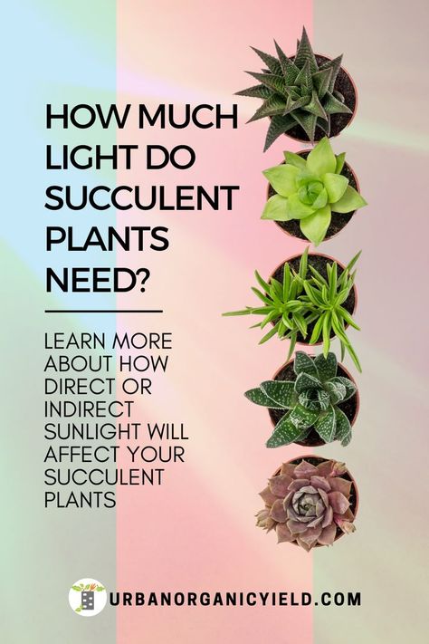 Succulent Garden Outdoor, Care For Succulents, Succulents Care, Types Of Succulents Plants, Shop Name Ideas, Succulent Garden Indoor, Garden Succulents, Succulent Garden Design, Household Plants