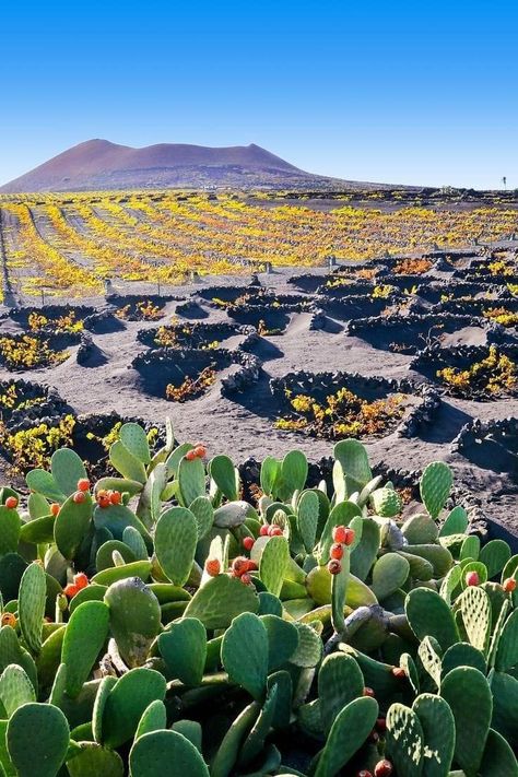 Canary Islands Lanzarote, Drawing Trees, Southern Europe, Waterpark, Tree Drawing, Paradise Island, Canary Islands, Permaculture, Ibiza