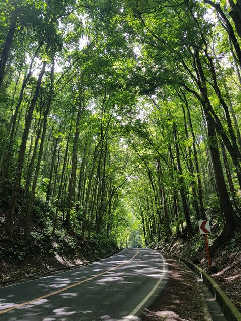 Bilar Man Made Forest, Nature Photography Philippines, Man Made Forest In Bohol, Nature Aesthetic Philippines, Bohol Philippines Aesthetic, Bohol Philippines Photography, Northern Mindanao, Chocolate Hills, Bohol Philippines