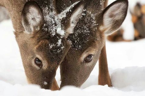 , Winter Princess, Snow Angels, Oh Deer, Wild Life, Sweet Animals, Winter Scenes, Animals Friends, Beautiful Creatures, The Snow