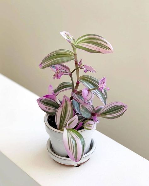 Wandering Jew Plant, Porch Plants, Live Indoor Plants, Plant Goals, Kitchen Plants, نباتات منزلية, Plant Decor Indoor, Plant Aesthetic, Container Gardens