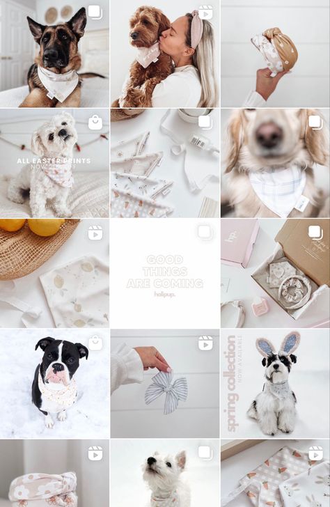 Light pastel aesthetic Instagram feed Dog Instagram Photo Ideas, Dog Business Aesthetic, Dog Bandana Photography, Dog Instagram Aesthetic, Pet Small Business, Dog Content Ideas, Dog Instagram Feed, Dog Walker Aesthetic, Dog Grooming Instagram