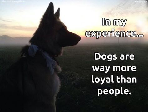 Dogs Are Way More Loyal Than People Australian Shepherd Red Tri, Animal Lover Quotes, Malinois Dog, Australian Cattle Dogs, Loyal Dogs, Siberian Huskies, Amazing Dogs, Blue Merle, German Shepherd Dog