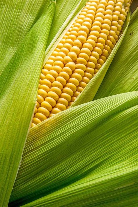 How to Cook Corn on the Cob in the Oven recipe @thismessisours Corn On The Cob, Corn Vegetable, Corn In The Oven, Oven Roasted Corn, Compound Butter Recipe, Summer Corn, How To Cook Corn, Ears Of Corn, Nachos Recipe