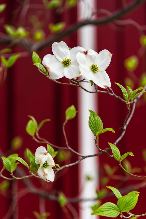 Dogwoods | Dogwood tree blooming | Ken Yaecker | Flickr Dogwood Flower Tattoo, Wildflower Tattoos, Dogwood Flower Tattoos, Pacific Dogwood, Flower References, Flower Reference, Bedroom Mural, Dogwood Blooms, Crow Painting