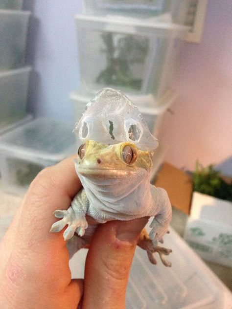 Crested Gecko Funny shed! Crested Gecko Funny, Leopard Gecko Cute, Cute Lizards, Gecko Terrarium, Cute Gecko, Crested Geckos, Cute Lizard, Reptile Room, Leopard Geckos