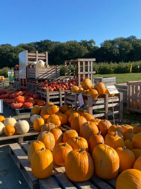 Mood 2024, Pumpkin Patch Halloween, Autumn Afternoon, Pumpkin Autumn, Fall Yall, Halloween Aesthetic, Season Of The Witch, Fall For You, Fall Aesthetic