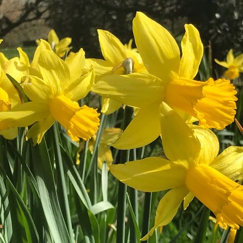 Yellow daffodils Yellow Daffodils Aesthetic, Daffodil Flower Aesthetic, Daffodil Aesthetic, Daffodils Aesthetic, Yellow Flowers Aesthetic, Aesthetic Spring, Yellow Daffodils, Daffodil Flower, Flowers Aesthetic