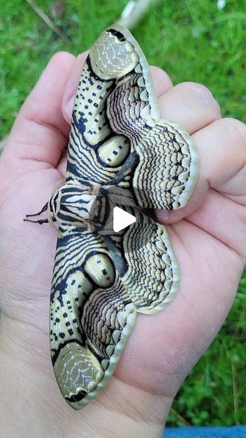 Bart Coppens on Instagram: "Brahmaea hearseyi / Giant tropical owl #brahmaea #hearseyi #giant #tropical #owl #moth #trippy #music" Owl Moth, Giant Moth, Trippy Music, Awesome Owls, Winged Creatures, Nature Wildlife, Wildlife Animals, Life Cycle, Life Cycles