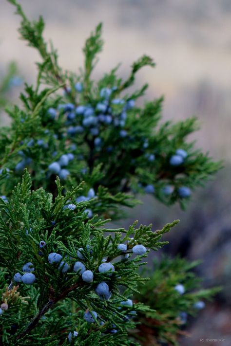 Forest Berries Aesthetic, Juniper Aesthetic, Juniper Photography, Berries Aesthetic, Juniper Flower, Berries Photography, Autumn Tattoo, Juniper Tree, Juniper Berries