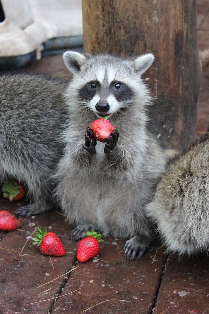 Raccoon Holding Something, Strawberry Raccoon, Fat Raccoon, Raccoon Eating, Trash Pandas, Pet Raccoon, Wire Fox Terrier, Cute Raccoon, Raccoon Funny