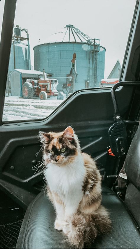 Farm Cats Aesthetic, Calico Cats Aesthetic, Barn Cat Aesthetic, Aesthetic Kitten Wallpaper, Calico Aesthetic, Farm Kittens, Calico Cat Aesthetic, Kittens Calico, Aesthetic Cat Wallpaper