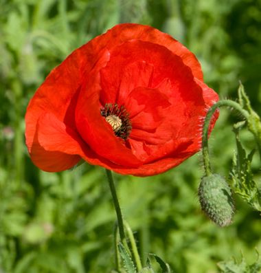 Poppy Flower Seeds, Growing Poppies, Flanders Poppy, Papaver Rhoeas, Corn Poppy, Seed Packaging, Seed Saving, Plant Spacing, Poppy Red