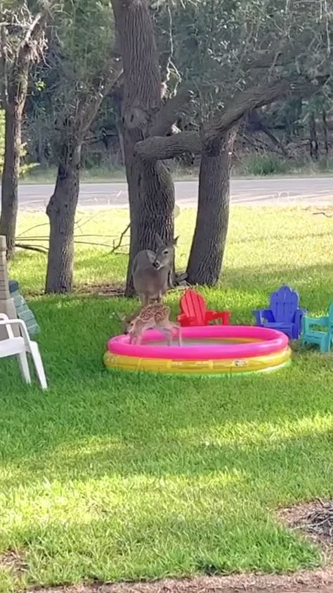 𝕐o̴g̴ on X: "Baby deer having so much fun in the kiddie pool..🦌⛲😍 https://t.co/JKTZJllIFT" / X Cat Memes Wallpaper, Animal Antics, Silly Animals, Cute Wild Animals, Cute Animal Videos, Sweet Animals, Cute Creatures, Funny Animal Pictures, Cute Little Animals