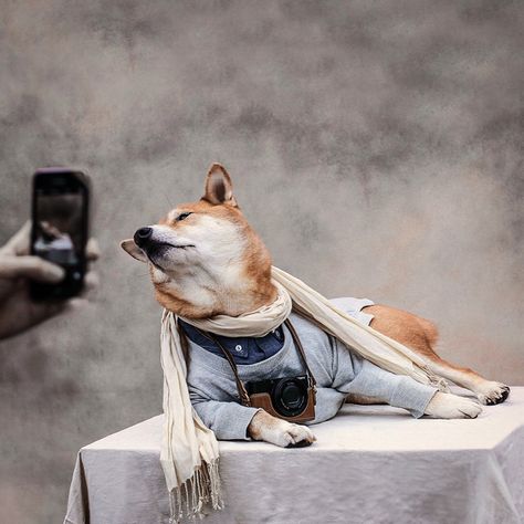 This Agency Is Tapping Dogs, Cats and Even Pigs as Its New Network of Influencers Dog Influencer, Menswear Dog, Influencer Tips, Hipster Dog, Dog Branding, Ellis Island, Pet Photographer, Dog Hacks, We Are The World