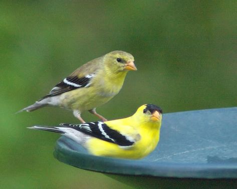 Male and female goldfinch Female Goldfinch, Golden Finch, American Goldfinch, Bird Paintings, Goldfinch, Backyard Birds, Black Cap, Male And Female, Wild Birds