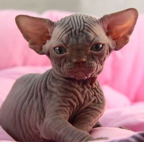 tumblr_inline_p4vfh9Zeoz1r1t1f7_500 | Marie Mcgowan | Flickr Yoda Cat, Cute Hairless Cat, Sphinx Cat, Cat Ideas, Hairless Cat, Sphynx Cat, Cute Cats And Kittens, Sphynx, Cute Kittens